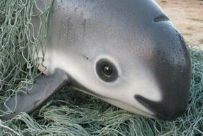 Единственные экземпляры необычных животных на Земле