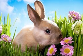 Почему зайца называют косым?