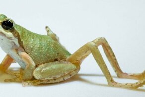 Зачем лягушке лишние лапы