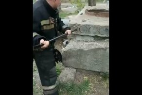Спасение крошечного котенка, заблокированного в железобетонной плите