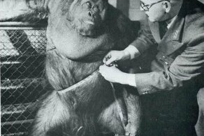 Архивные смешные фото из журнала «LIFE»