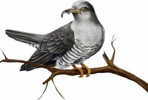 Почему кукушку считают «безответственной матерью»?