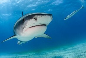 Ученым удалось установить, кто является самой необычной жертвой тигровых акул