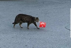 Котики всех стран, объединяйтесь!