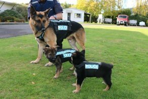 Фотографии щенков в свой первый день на службе