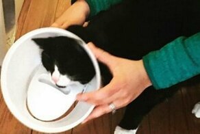 33 кота, попавших на "доску позора"
