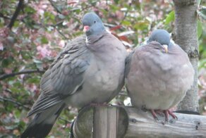 Пражские вяхири