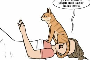 Кошки сегодня VS кошки 10 тысяч лет до нашей эры: основные различия в картинках