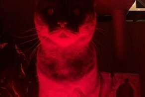 15 фотодоказательств: коты-инопланетяне давно среди нас
