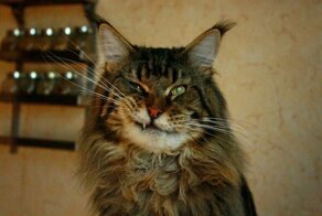 16 фотографий, которые доказывают, что величественные мейн-куны тоже бывают нелепыми