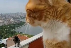 Вот и поговорили: забавный диалог кота и вороны