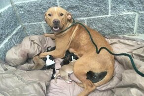 Она не бросила своих щенков, когда хозяева выбросили их на улицу