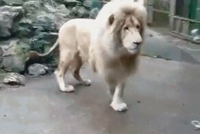 Звериные гифки