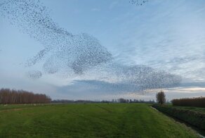 Загадочный танец: каковы причины мурмации скворцов