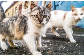 Суровые эстонские коты на страже фермерских угодий