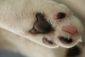 Уральские депутаты поддержали законопроект о запрете «мягких лапок» у котиков