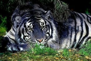 Дикие кошки