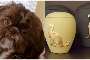 Собачку усыпили ради того, чтобы похоронить с хозяйкой