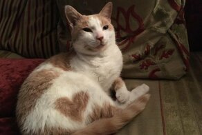 Несколько фото питомцев с необычным окрасом