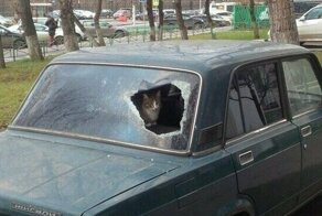 20 причин, по которым котов лучше не злить