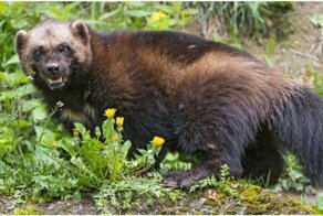 Ничего необычного, просто росомаха идет по своим делам с головой козы