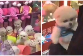 В сети появилось видео с китайским автоматом, в котором можно выиграть живого щенка