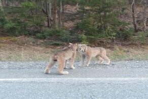 Две рыси почти по-человечески поорали друг на друга во время спора