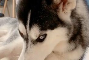 Хаски с очаровывающим взглядом