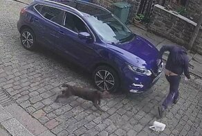 Доставщик пиццы чуть не потерял штаны, убегая от пса