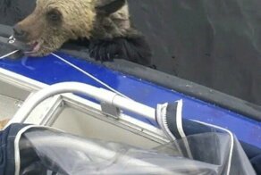 Спасение медвежат