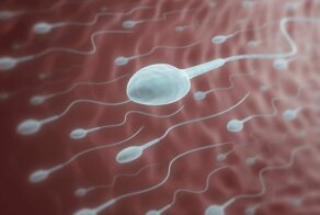 В сперме российских мужчин обнаружили двуглавых сперматозоидов