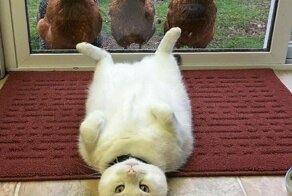 Пятничная подборка смешных картинок