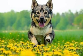 Лютоволк на минималках: 20 фотографий суровых, но милых шведских вальхундов