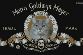 Кошачьи гифки