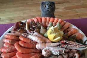15 невероятно целеустремленных котов, которые готовы на всё во имя еды