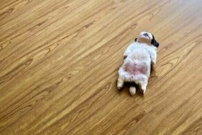 Устал и прилёг: щенок, который умеет "отрубаться" по-настоящему