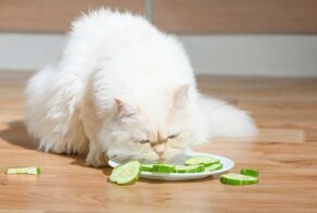 Почему кошки едят огурцы