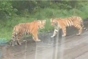 Встреча с тигриным семейством на трассе в Приморье