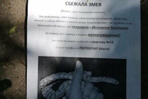 Жительница Саратова разыскивает сбежавшую змею