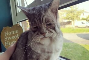 Котик с обвисшей кожей впервые узнал, что такое любовь человека