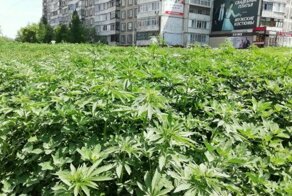 «Каннабийск»: центр еще одного алтайского города порос запрещенной травой