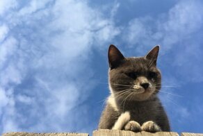 Красивых котиков пост