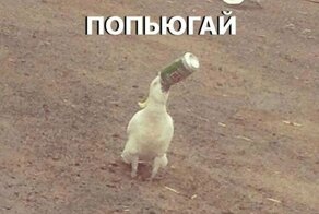 Веселые фотки с надписями