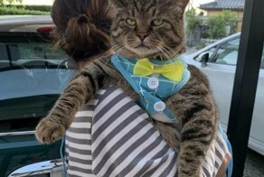 Кошачий фотопозитив