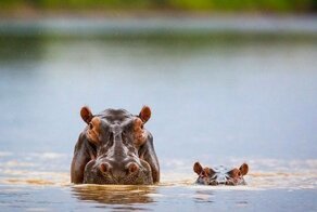 17 фотографий бегемотиков, которые влюбляют в себя с первой складочки