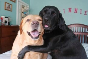 Собачий фотопозитив