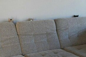 Забавные котики