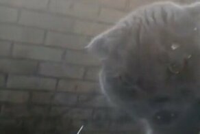 Кот пришел в бешенство, когда хозяйка заперла его на балконе