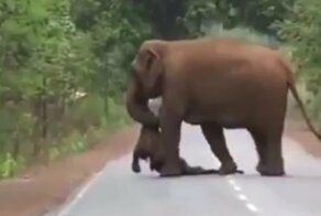 Траурная процессия слонов, несущих тело погибшего слонёнка