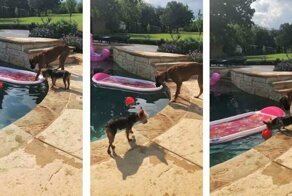 Собаки продемонстрировали командную работу, вылавливая мяч из бассейна